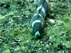Leiuranus semicinctus