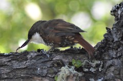 Pygarrhichas albogularis