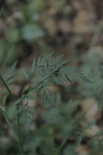 iNaturalist observation photo of common hedge parsley