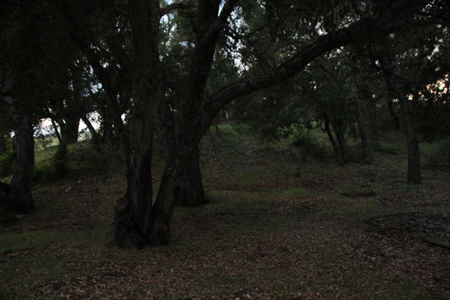 iNaturalist observation photo of American subevergreen oak complex