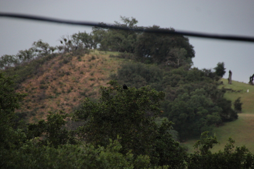 iNaturalist observation photo of American Crow