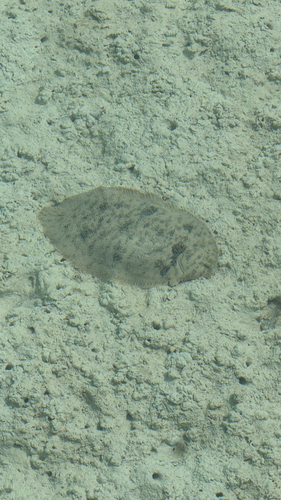 Brachirus orientalis observed 2026-02-28