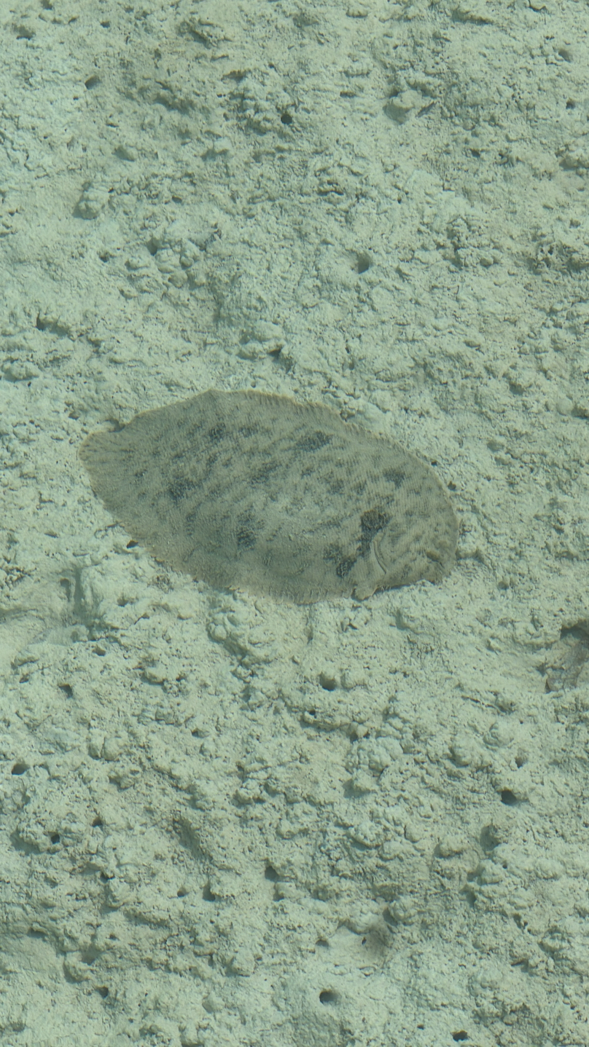 Oriental Sole photo 8