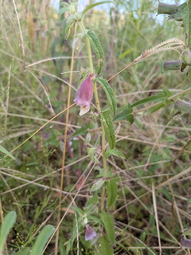 False Foxglove