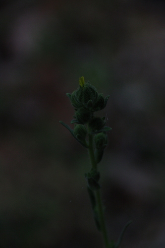 iNaturalist observation photo of tarweeds