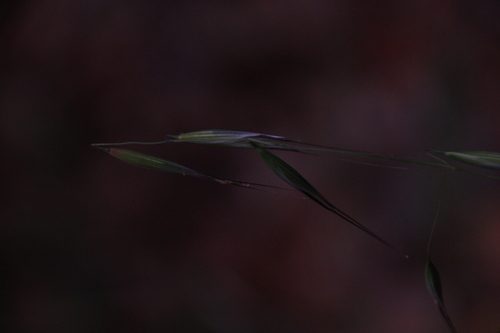 iNaturalist observation photo of Oats