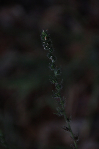 iNaturalist observation photo of Dicots