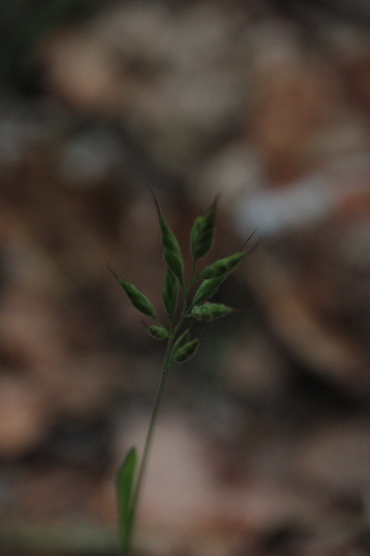 iNaturalist observation photo of common soft brome