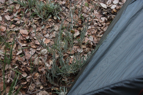 iNaturalist observation photo of Asteroideae