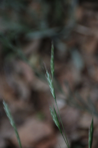 iNaturalist observation photo of Pooideae