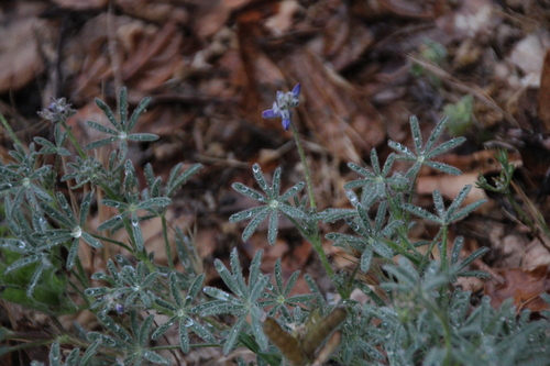 iNaturalist observation photo of lupines