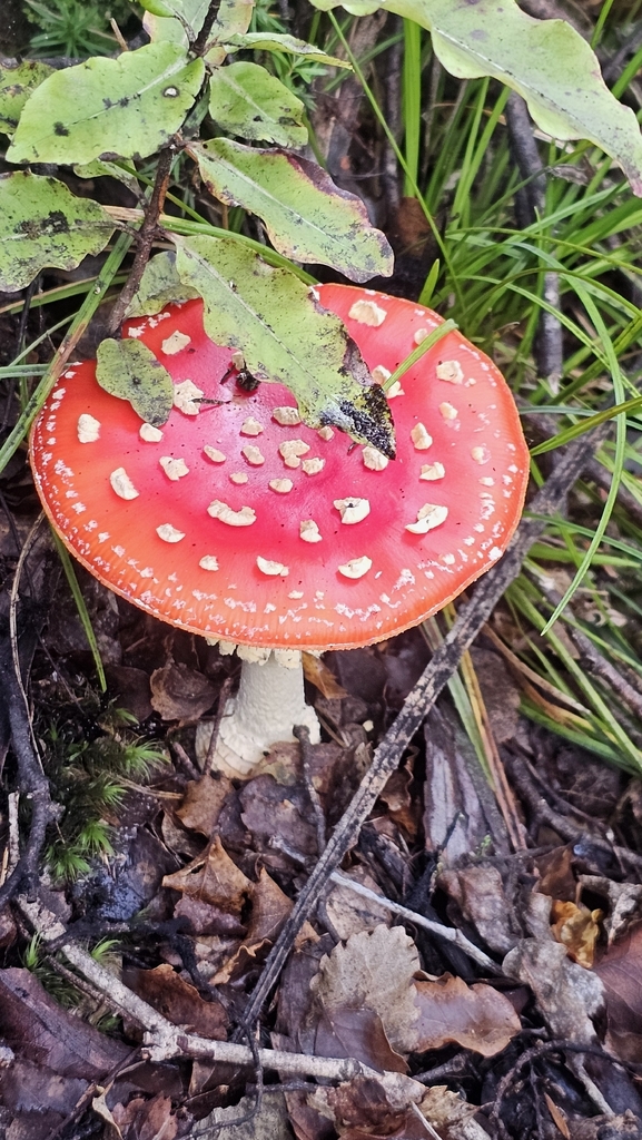 Amanita muscaria · April 2026 · photo: © henryahh (iNaturalist, cc0)