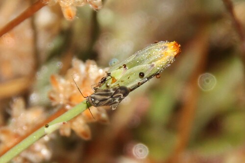 iNaturalist observation photo of Plagiognathus