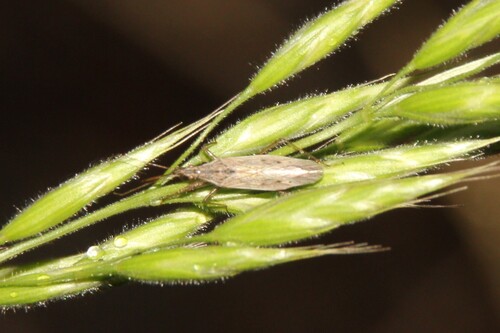 iNaturalist observation photo of Nabis