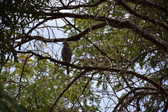 Kaupifalco monogrammicus