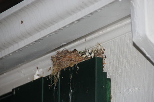 iNaturalist observation photo of Birds