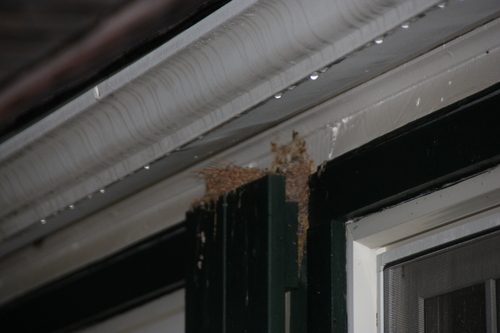 iNaturalist observation photo of Birds
