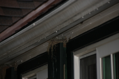 iNaturalist observation photo of Birds