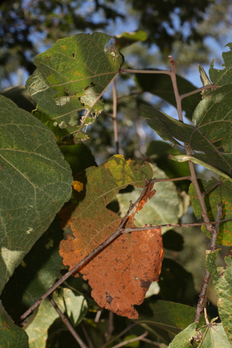 Croton aridus