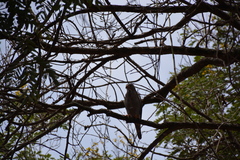 Kaupifalco monogrammicus