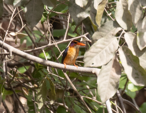 African Pygmy Kingfisher (Ispidina picta), photo 4