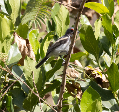 Brown-throated Wattle-eye (Platysteira cyanea), photo 2