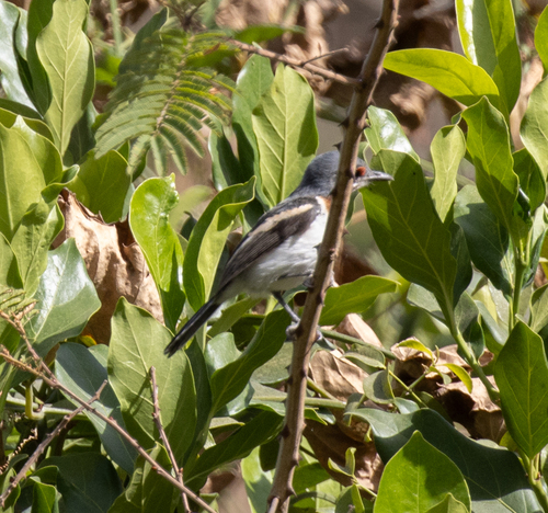 Brown-throated Wattle-eye (Platysteira cyanea), photo 1