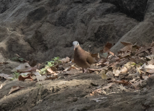 Blue-spotted Wood Dove (Turtur afer), photo 2