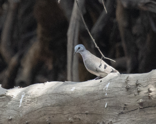 Black-billed Wood Dove (Turtur abyssinicus), photo 3