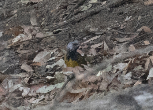 Oriole Warbler (Hypergerus atriceps), photo 9