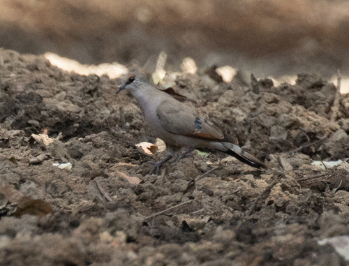 Black-billed Wood Dove (Turtur abyssinicus), photo 4