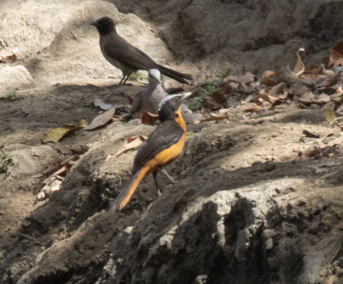 White-crowned Robin-Chat (Cossypha albicapillus), photo 3