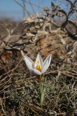 Crocus tauricus