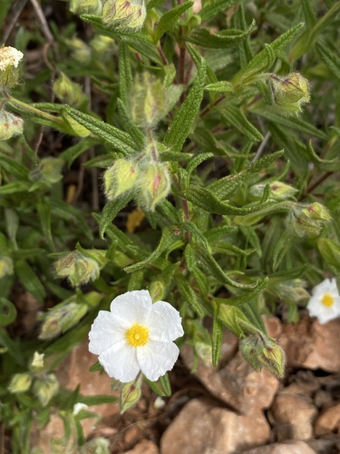 Avistamiento Estepa negra (Cistus monspeliensis)