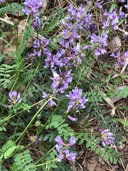 Astragalus distortus