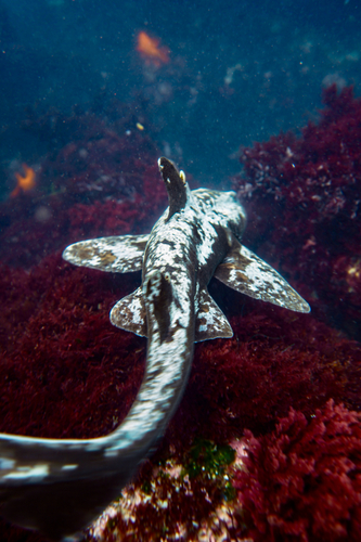 Horn shark (Heterodontus francisci) — Heterodontidae — 4