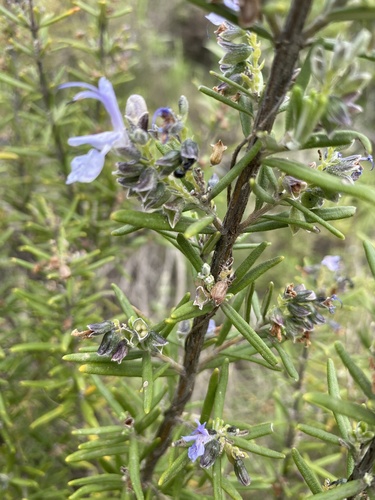 Avistamiento Salvia rosmarinus