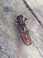 Melalgus plicatus