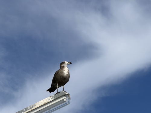 Western Pacific Gull