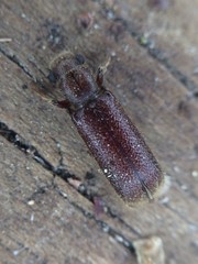 Melalgus plicatus