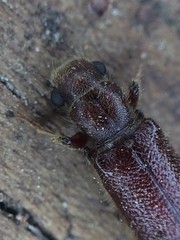 Melalgus plicatus
