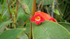 Kohleria trianae