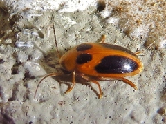 Sacodes pulchella