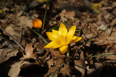 Crocus angustifolius