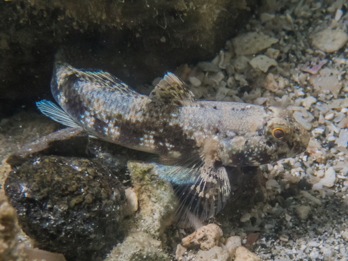 Dusky Frillgoby