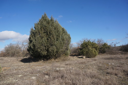 Greek juniper