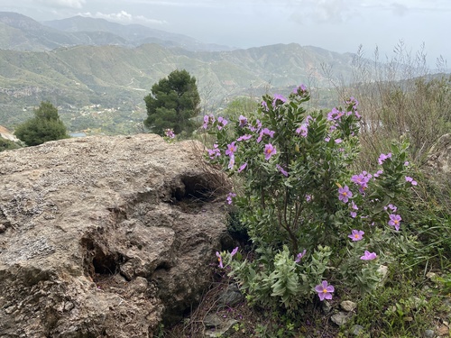 Avistamiento Cistus albidus