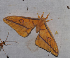 Opodiphthera fervida