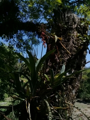 Catopsis sessiliflora