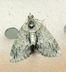 Hydriomena transfigurata